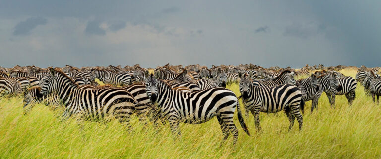 Serengeti national park