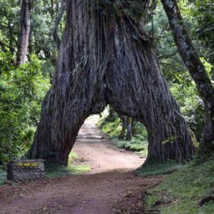Arusha-National-Park-Tree- (4)