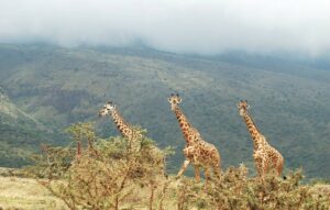 Lake_Manyara_National_Park_Giraffes_23 (1)