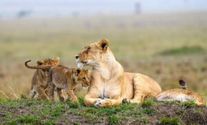 Masai-Mara-National-Reserve--1024x622