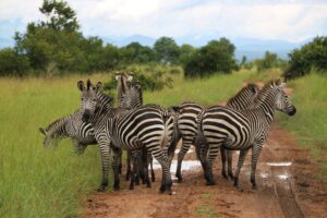 Mikumi_National_Park_Zebras_107 (5)