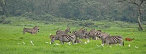 arusha-national-park-zebras (1)