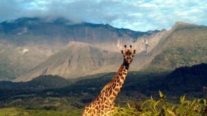 arusha_-np-1920x1280-1920x1080-1