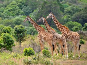 featured-lake-manyara