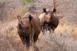 mkomazi-national-park-1920x1280-7 (1)