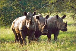 mkomazi2 (1)