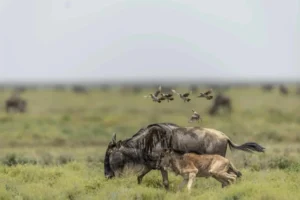 ndutu-migration-1024x683